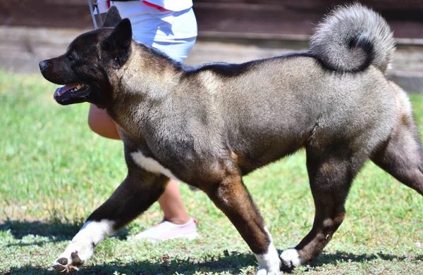 Hondenras American Akita Een Wandeling Zomer — Stockfoto