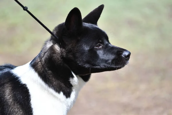 Hund Ras Amerikanska Akita Promenad Sommaren — Stockfoto