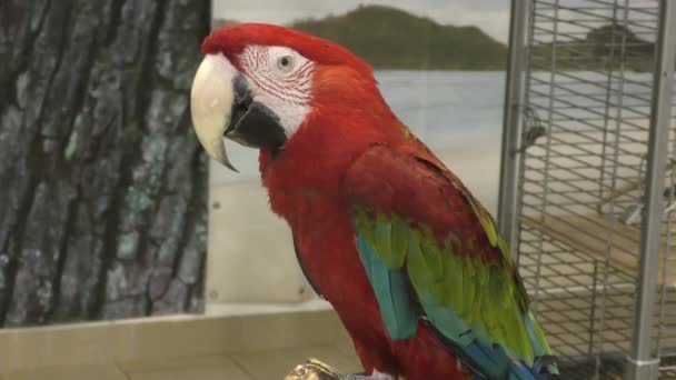 Red Macaw Parrot Macau Ara Macao Latin Ara Macao — Stock Video