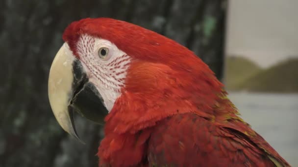 Loro Guacamayo Rojo Macao Ara Macao Latín Ara Macao — Vídeo de stock