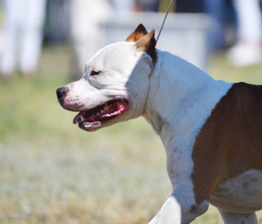 Gündüz vakti Pitbull köpeği. 