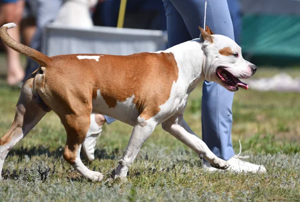 Pitbull Pes Létě Během Dne — Stock fotografie