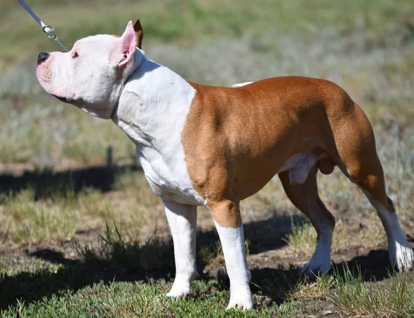 Pit bull dog in the summer during the day