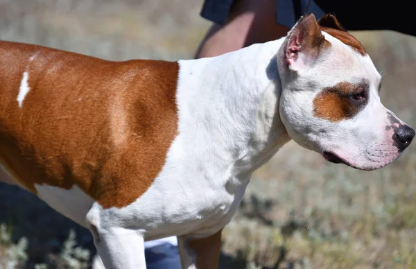 Pit Bull Kutya Nyáron Nap Folyamán — Stock Fotó