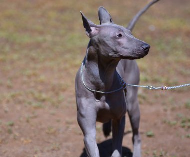 Köpek cinsi Tayland bayırı ya da yazın Mah Thai. 