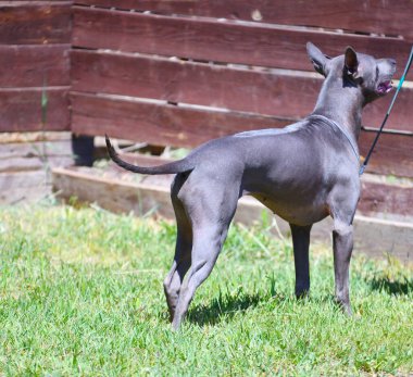 Köpek cinsi Tayland bayırı ya da yazın Mah Thai. 