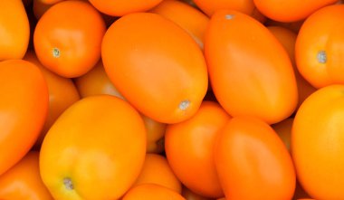 Yeni hasadın olgunlaşmış domatesleri pazarda satılıyor. 