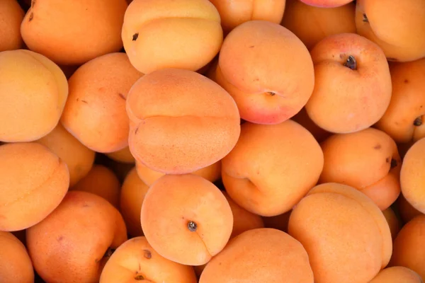 Ripe Apricots New Harvest Sold Bazaar — Stock Fotó