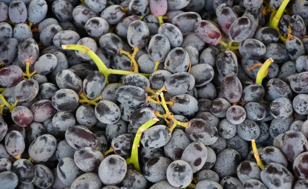 Uvas Maduras Nova Colheita São Vendidas Bazar — Fotografia de Stock