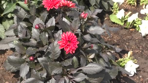 Квіти Далії Латина Далія Квітковому Ліжку Влітку — стокове відео