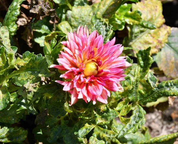 Dahlienblüten Lateinisch Dahlie Auf Einem Beet Sommer — Stockfoto