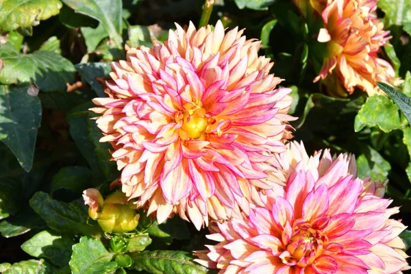 Dahlienblüten Lateinisch Dahlie Auf Einem Beet Sommer — Stockfoto