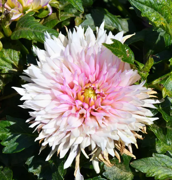 Dahlienblüten Lateinisch Dahlie Auf Einem Beet Sommer — Stockfoto