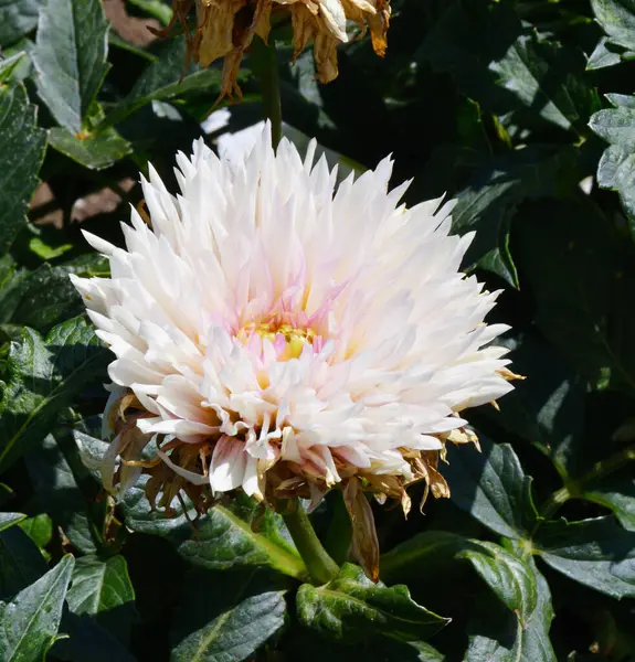 Dahlienblüten Lateinisch Dahlie Auf Einem Beet Sommer — Stockfoto