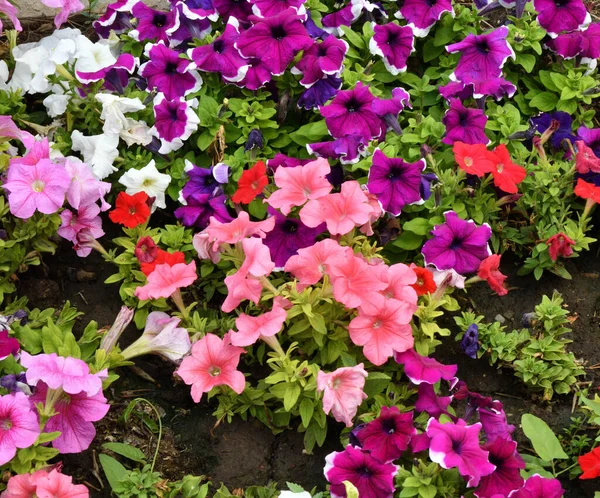 Petunienblüte Lat Petunien Auf Einem Blumenbeet Sommer — Stockfoto