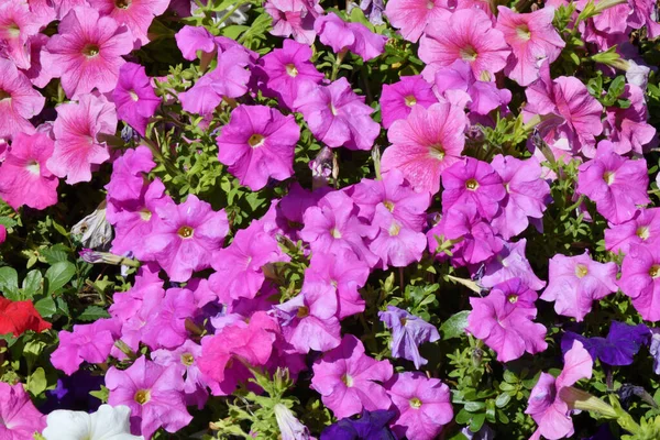 Petunienblüte Lat Petunien Auf Einem Blumenbeet Sommer — Stockfoto