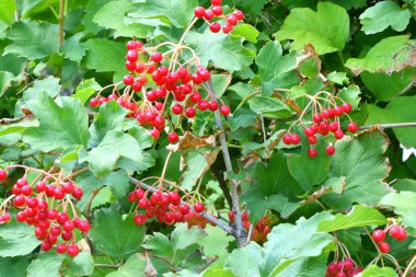 Yaz bahçesinde kırmızı viburnum meyvesi olgunlaşıyor. 