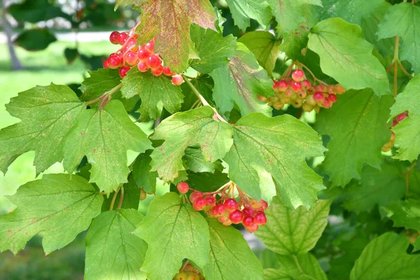 Rote Viburnumbeere Reift Sommergarten — Stockfoto