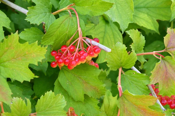 Red Viburnum Berry Ripens Summer Garden — Stock Photo, Image