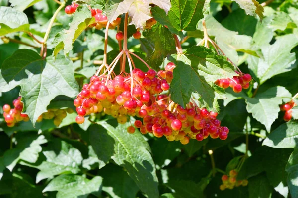 Vörös Viburnum Bogyó Érik Nyári Kertben — Stock Fotó