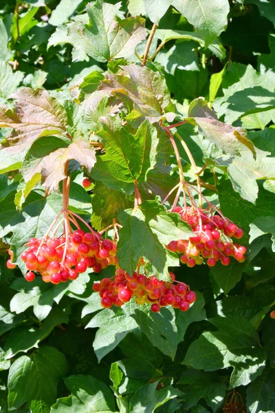 Baga Vermelha Viburnum Amadurece Jardim Verão — Fotografia de Stock