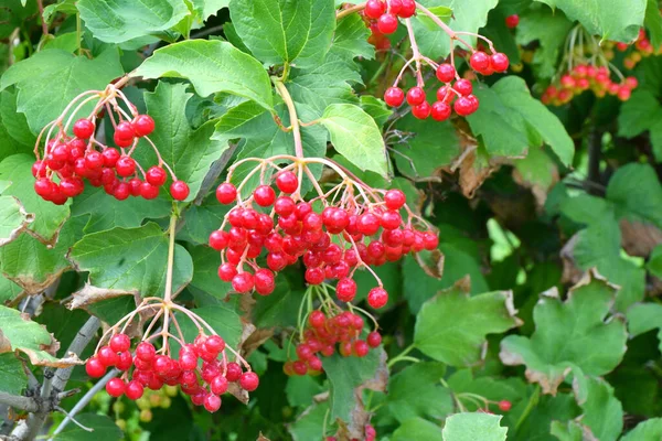 Baga Vermelha Viburnum Amadurece Jardim Verão — Fotografia de Stock