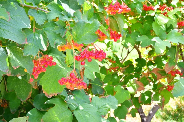 Red Viburnum Berry Ripens Summer Garden — Stock Photo, Image