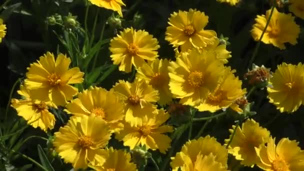 Κίτρινο Λουλούδι Coreopsis Λατινικά Coreopsis Ανθίζει Ένα Καλοκαιρινό Κήπο — Αρχείο Βίντεο