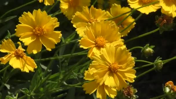 Amarelo Flor Coreopsis Latim Coreopsis Floresce Jardim Verão — Vídeo de Stock