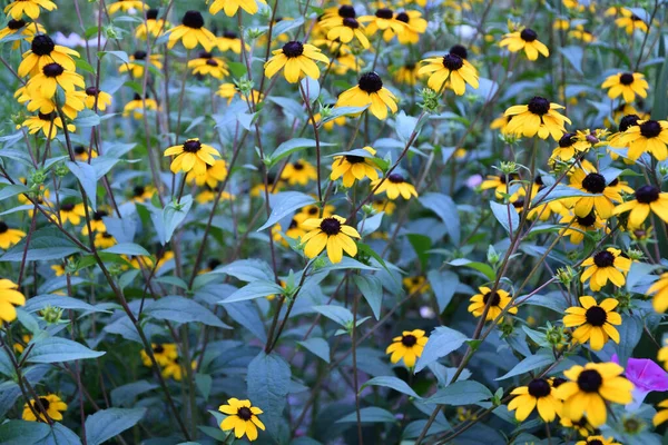 Fleur Jaune Rudbeckia Triloba Latin Rudbeckia Triloba Fleurit Dans Jardin — Photo