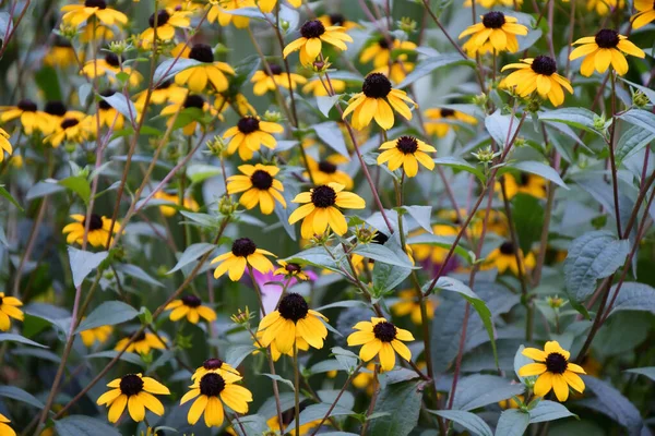 Fleur Jaune Rudbeckia Triloba Latin Rudbeckia Triloba Fleurit Dans Jardin — Photo