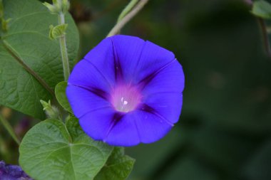 Ipomoea ya da bağyosun çiçeği (Latince. Bindweed (Latince: 