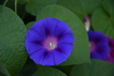 Ipomoea ya da bağyosun çiçeği (Latince. Bindweed (Latince: 