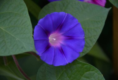 Ipomoea ya da bağyosun çiçeği (Latince. Bindweed (Latince: 