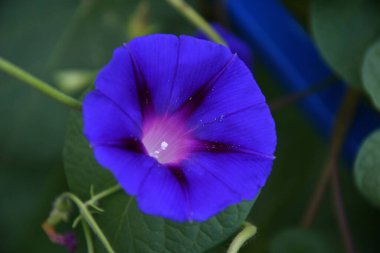 Ipomoea ya da bağyosun çiçeği (Latince. Bindweed (Latince: 