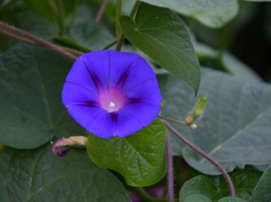 Ipomoea ya da bağyosun çiçeği (Latince. Bindweed (Latince: 