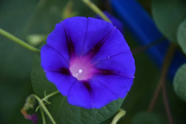 Ipomoea Flor Erva Daninha Latim Ipomoea Gênero Plantas Família Bindweed — Fotografia de Stock