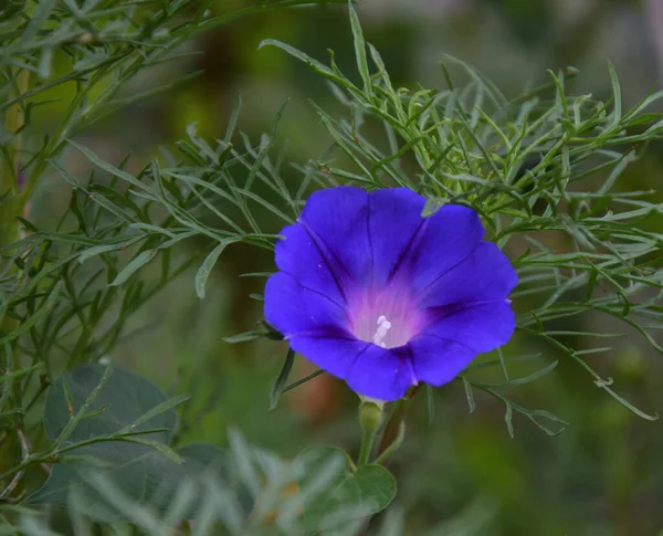 Ipomoea Flor Erva Daninha Latim Ipomoea Gênero Plantas Família Bindweed — Fotografia de Stock