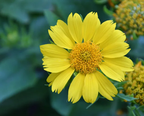 Fleur Jaune Héliopsis Latin Héliopsis Fleurit Dans Jardin Été — Photo