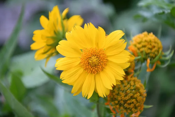 Fleur Jaune Héliopsis Latin Héliopsis Fleurit Dans Jardin Été — Photo