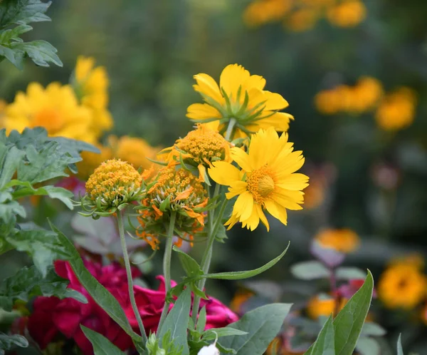 Fleur Jaune Héliopsis Latin Héliopsis Fleurit Dans Jardin Été — Photo