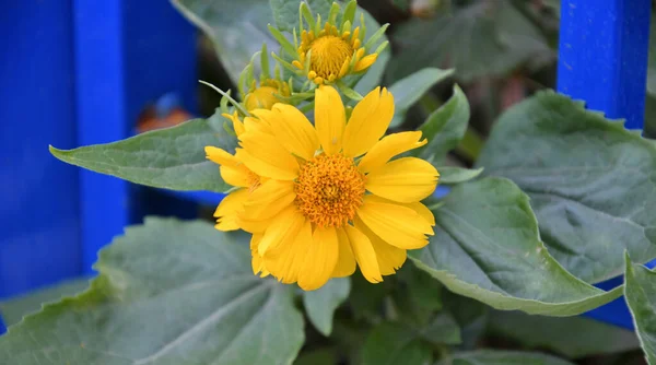 Fleur Jaune Héliopsis Latin Héliopsis Fleurit Dans Jardin Été — Photo