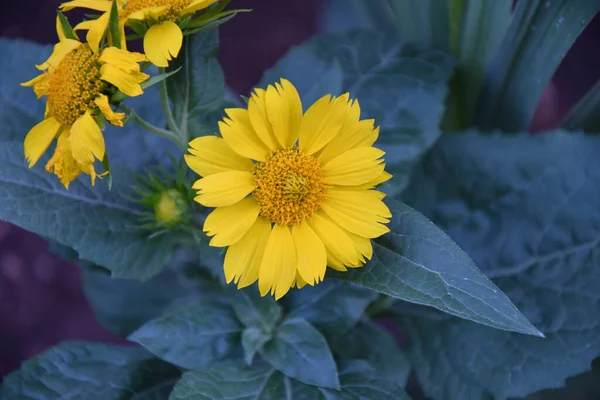 Fleur Jaune Héliopsis Latin Héliopsis Fleurit Dans Jardin Été — Photo