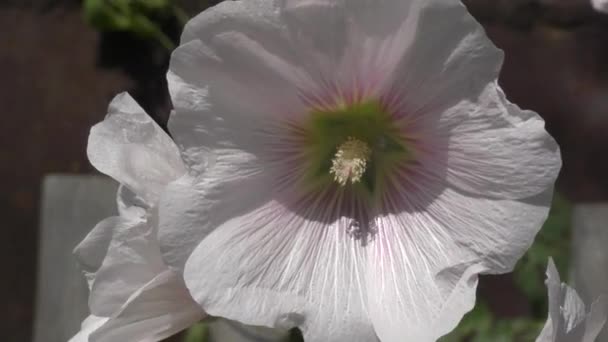 Flower Malva White Latin Malva Blooms Summer Garden — Stockvideo