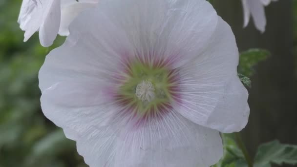 Blomma Malva Vit Latin Malva Blommar Sommarträdgård — Stockvideo