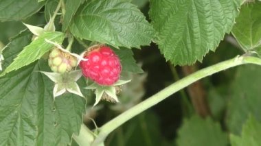 Yaz bahçesinde olgunlaşan kırmızı ahududular. 