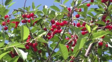 Yaz bahçesinde kırmızı kiraz olgunlaşır. 