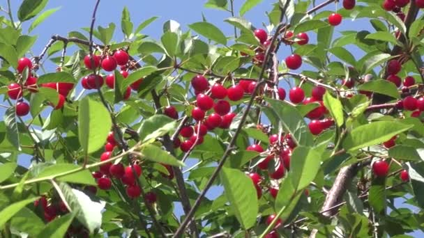 Cereza Roja Madura Jardín Verano — Vídeos de Stock