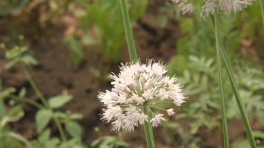 Yaz bahçesinde beyaz renkli dekoratif soğan çiçekleri 