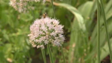 Yaz bahçesinde beyaz renkli dekoratif soğan çiçekleri 